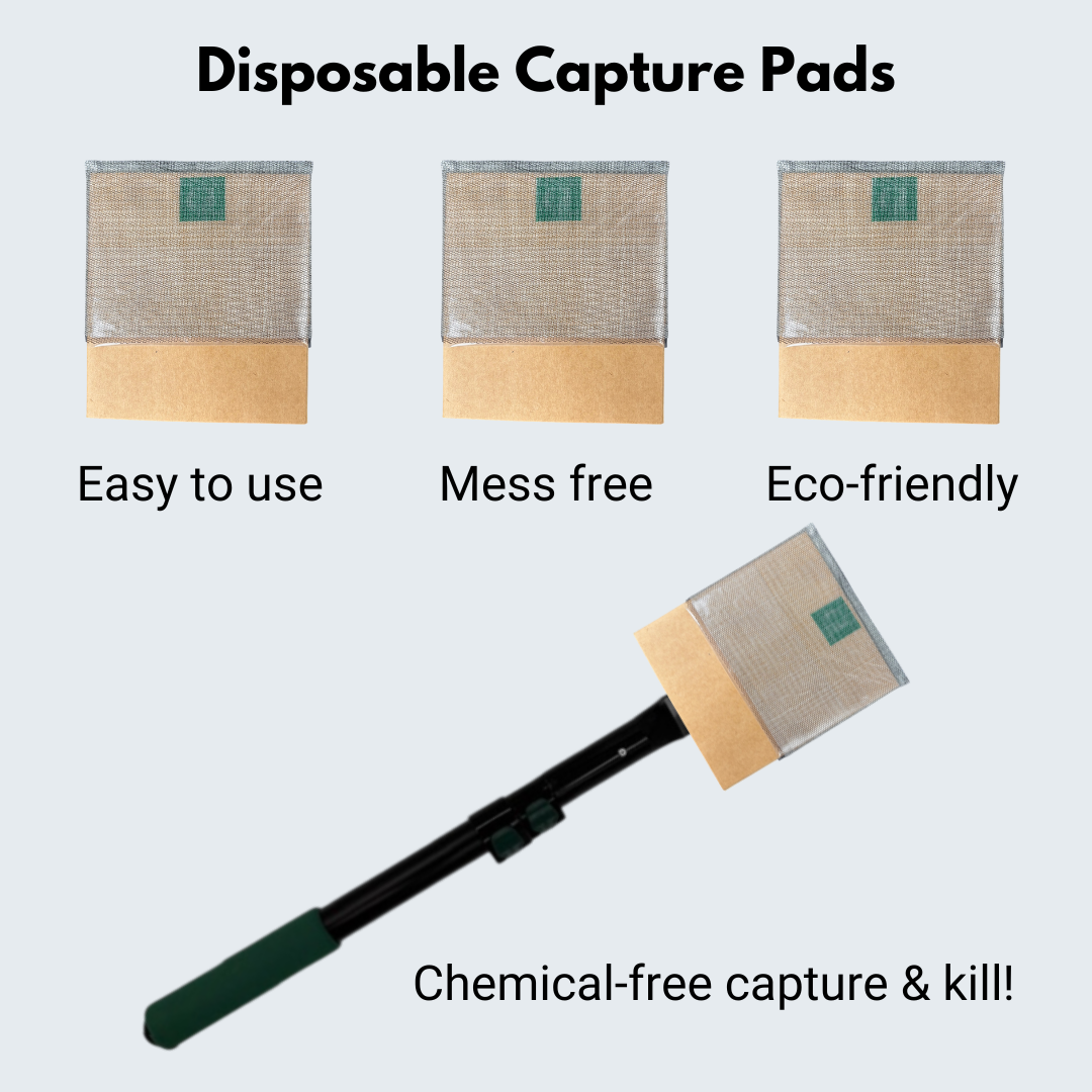Spider Slayor™ Capture Pads (box of 5)